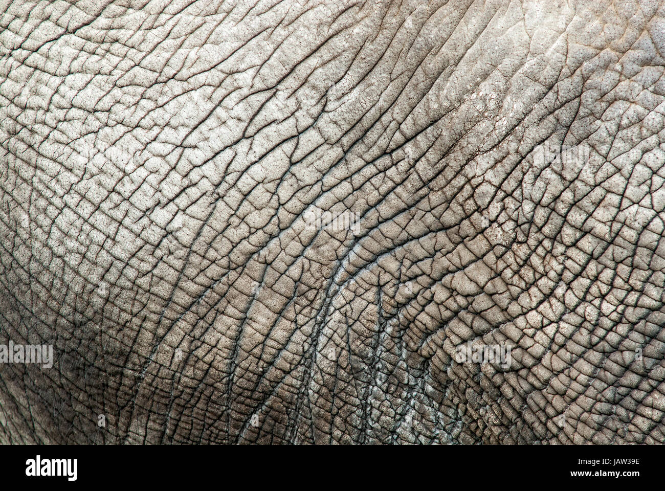 Close up d'une peau d'éléphant Banque D'Images