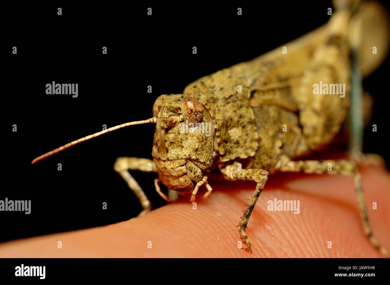 Calliptamus italicus Banque D'Images