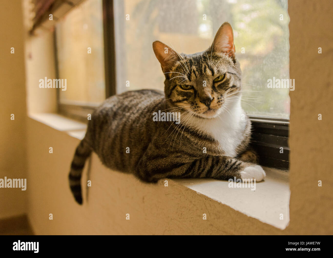 Chat rayé noir et gris sur l'appui de fenêtre Banque D'Images