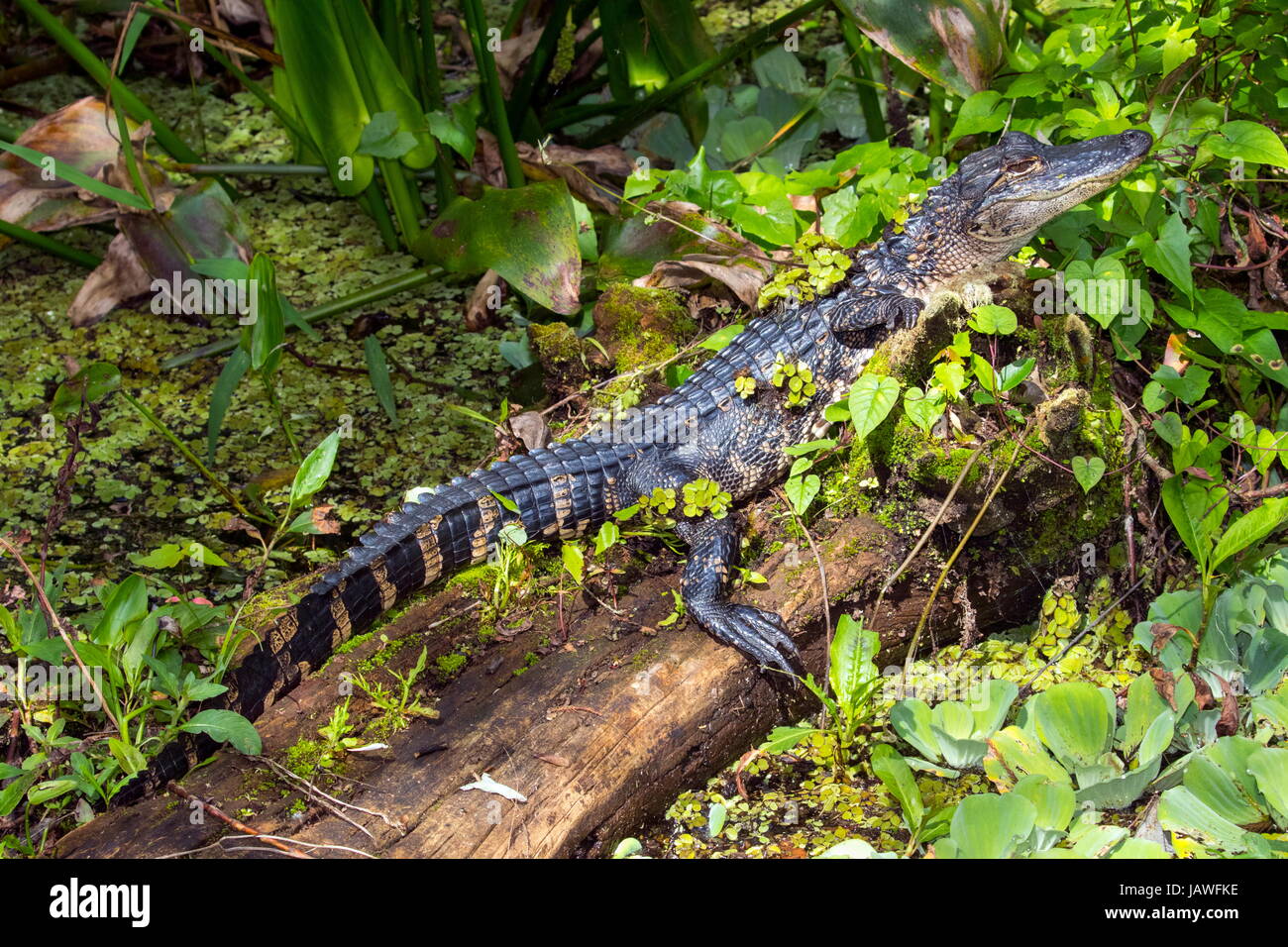 Un Alligator mississippiensis, alligators, reposant sur un journal. Banque D'Images Un Alligator mississippiensis, alligators, reposant sur un journal. Banque D'Images