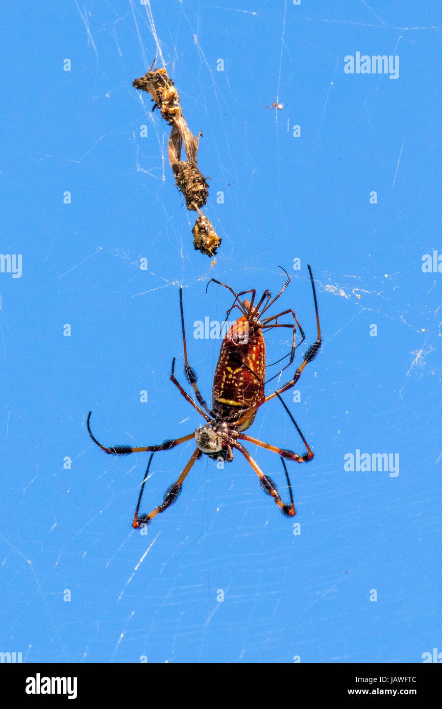 Un par de l'accouplement golden silk araignées, Nephila clavipes. Banque D'Images
