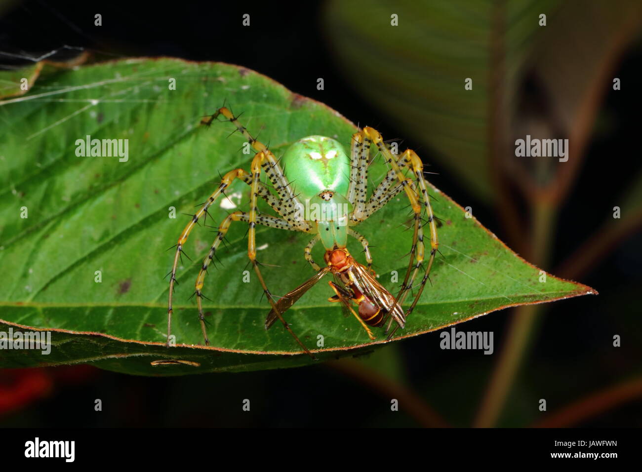 Une araignée lynx vert avec des bébés, Peucetia viridans, prédateurs sur un papier wasp. Banque D'Images