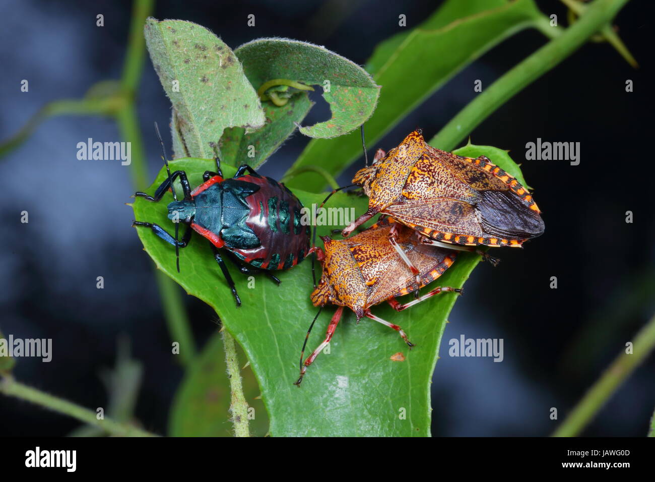 Nez puissant géant stink bugs, Alcaeorrhynchus grandis, adulte et dernier stade nymphe reposant sur une plante. Banque D'Images