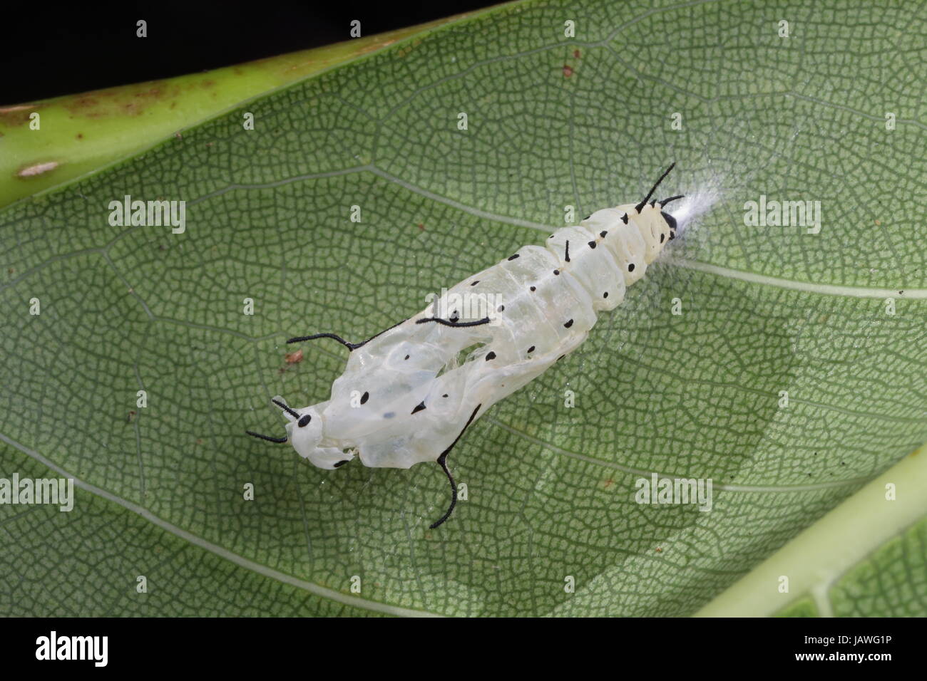 Un ruddy daggerwing Aphrissa Statira, petreus, pupes vides ci-joint carter de strangler fig leaf. Banque D'Images