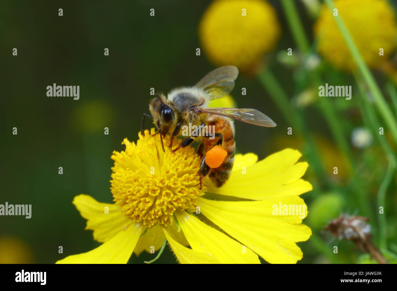 Une abeille domestique, avec des paquets de pollen visible, gorgées de nectar de fleurs sauvages un. Banque D'Images