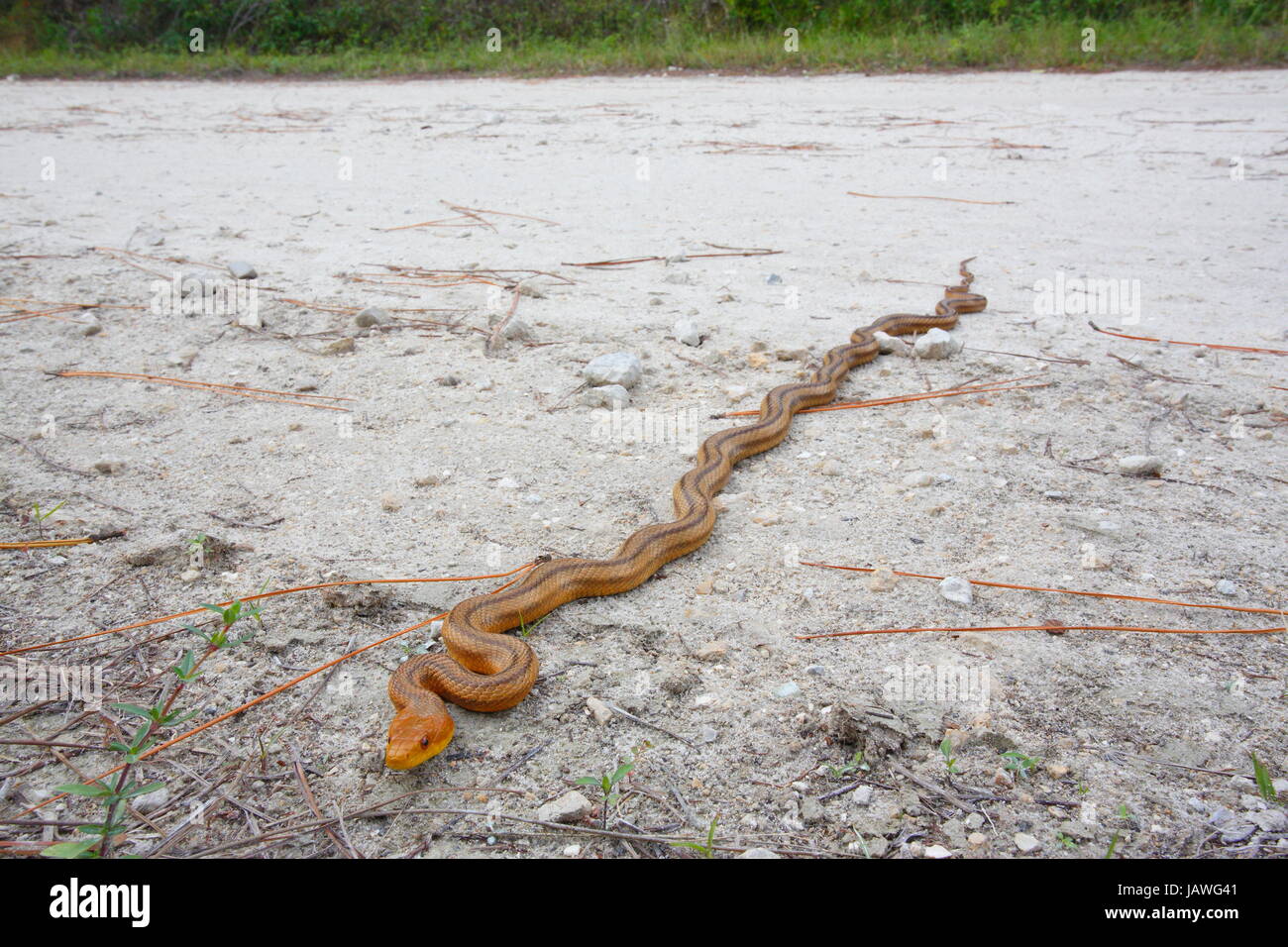 Un serpent rat jaune, Pantherophis obsoleta quadrivittata. Banque D'Images