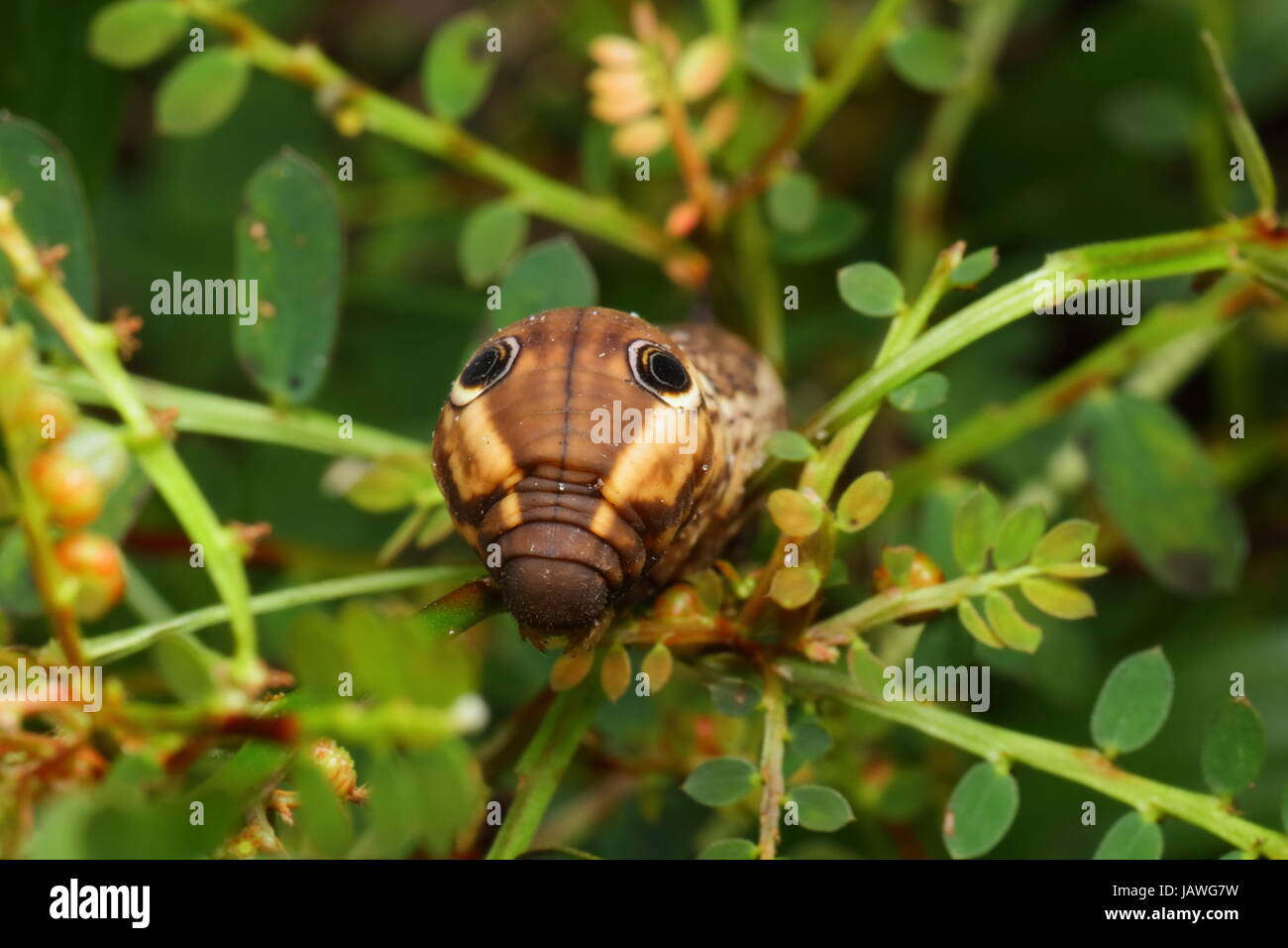 Une espèce de shinx tersa, Caterpillar tersa, rampant sur * * une tige de la plante. Banque D'Images