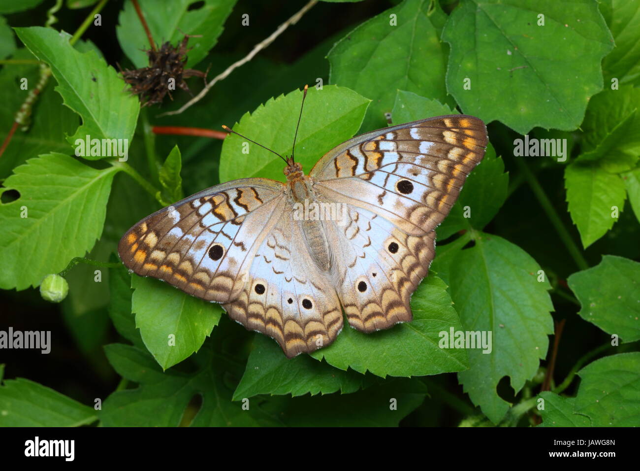 Un paon blanc, papillon Anartia jatrophae, d'alimentation. Banque D'Images