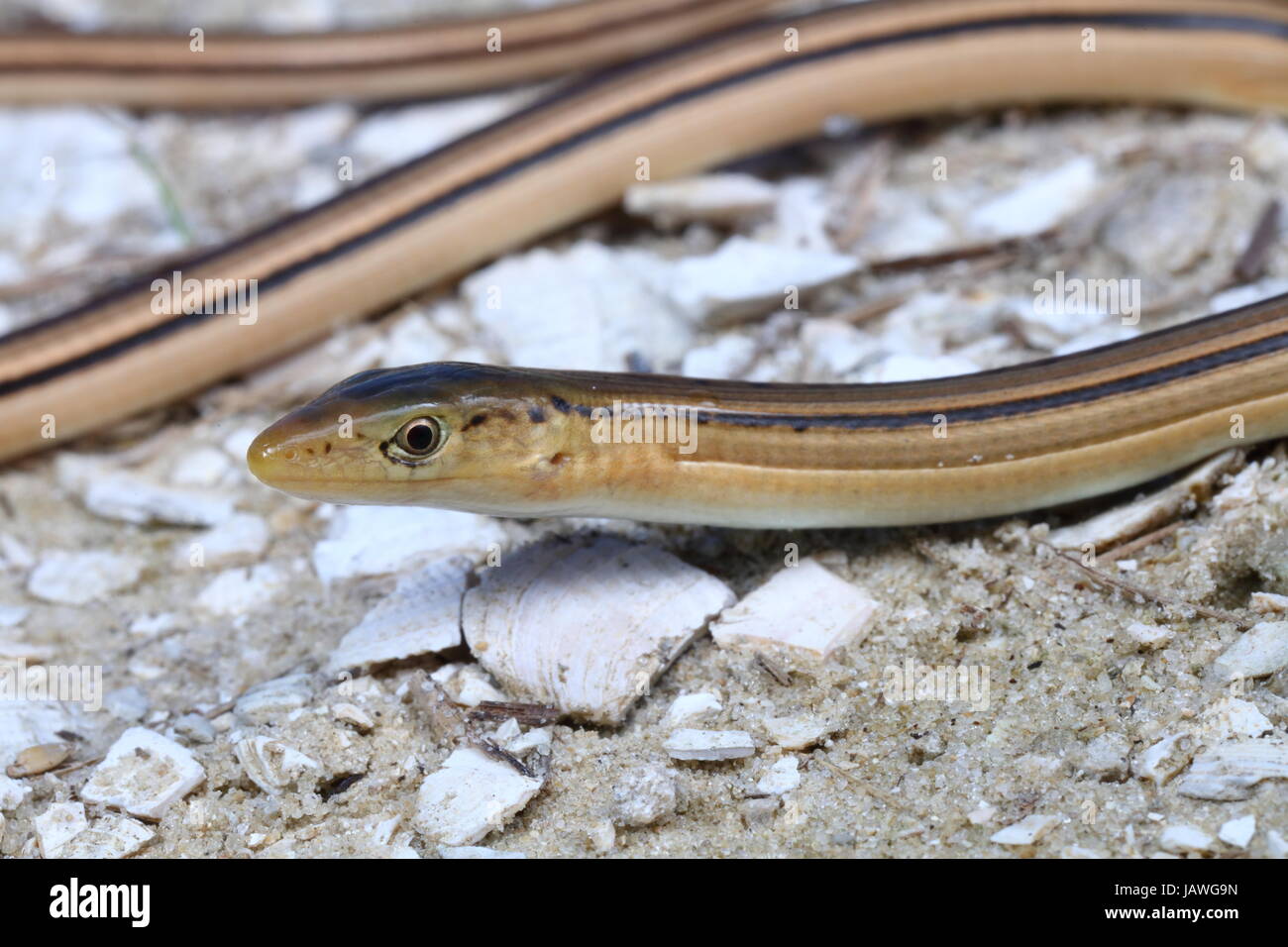 Un verre élancé, lézard, un Ophisaurus attenuatus lézard sans pattes. Banque D'Images