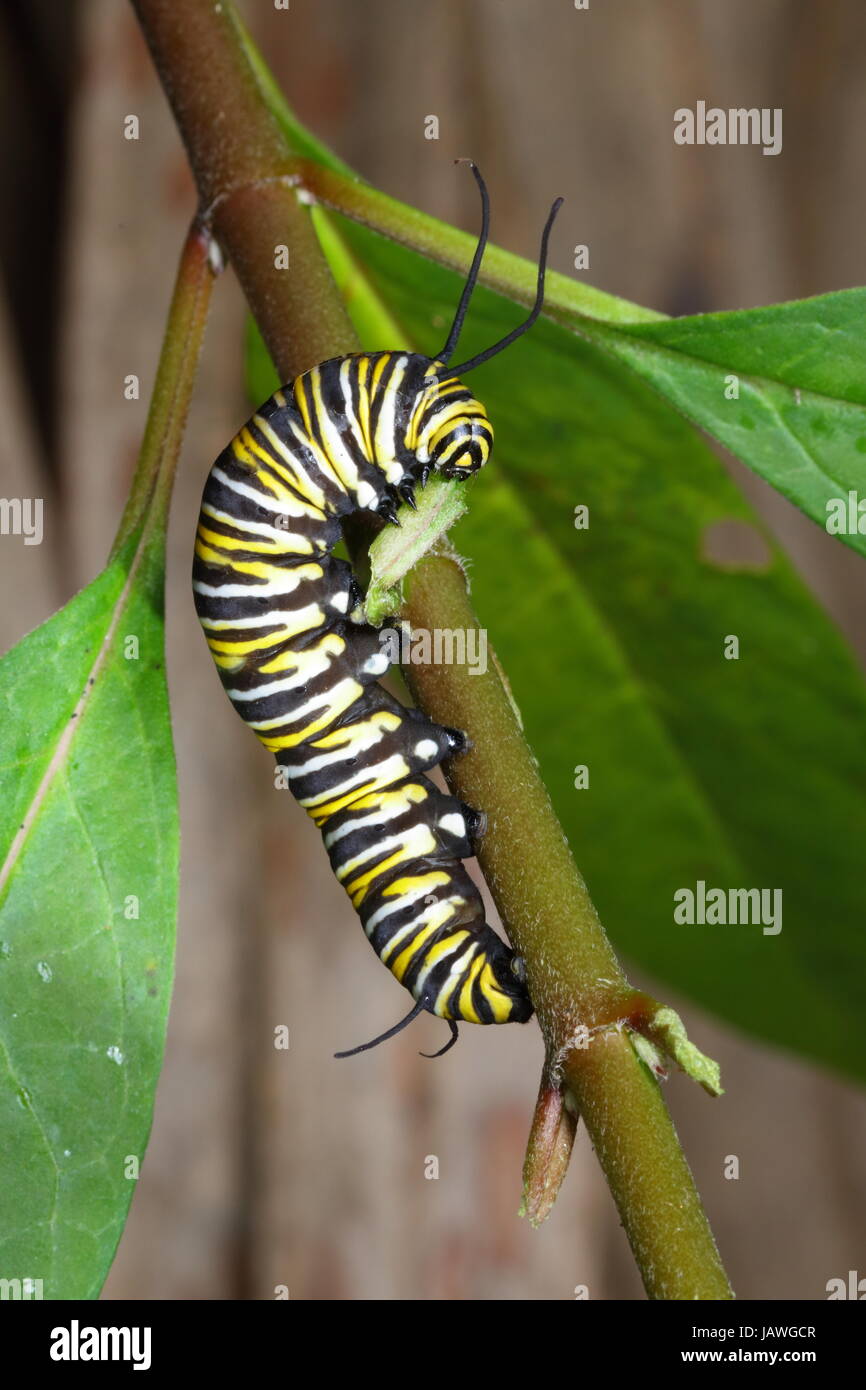 Une chenille du papillon monarque, Danus plexippus, rampe sur une tige de la plante. Banque D'Images