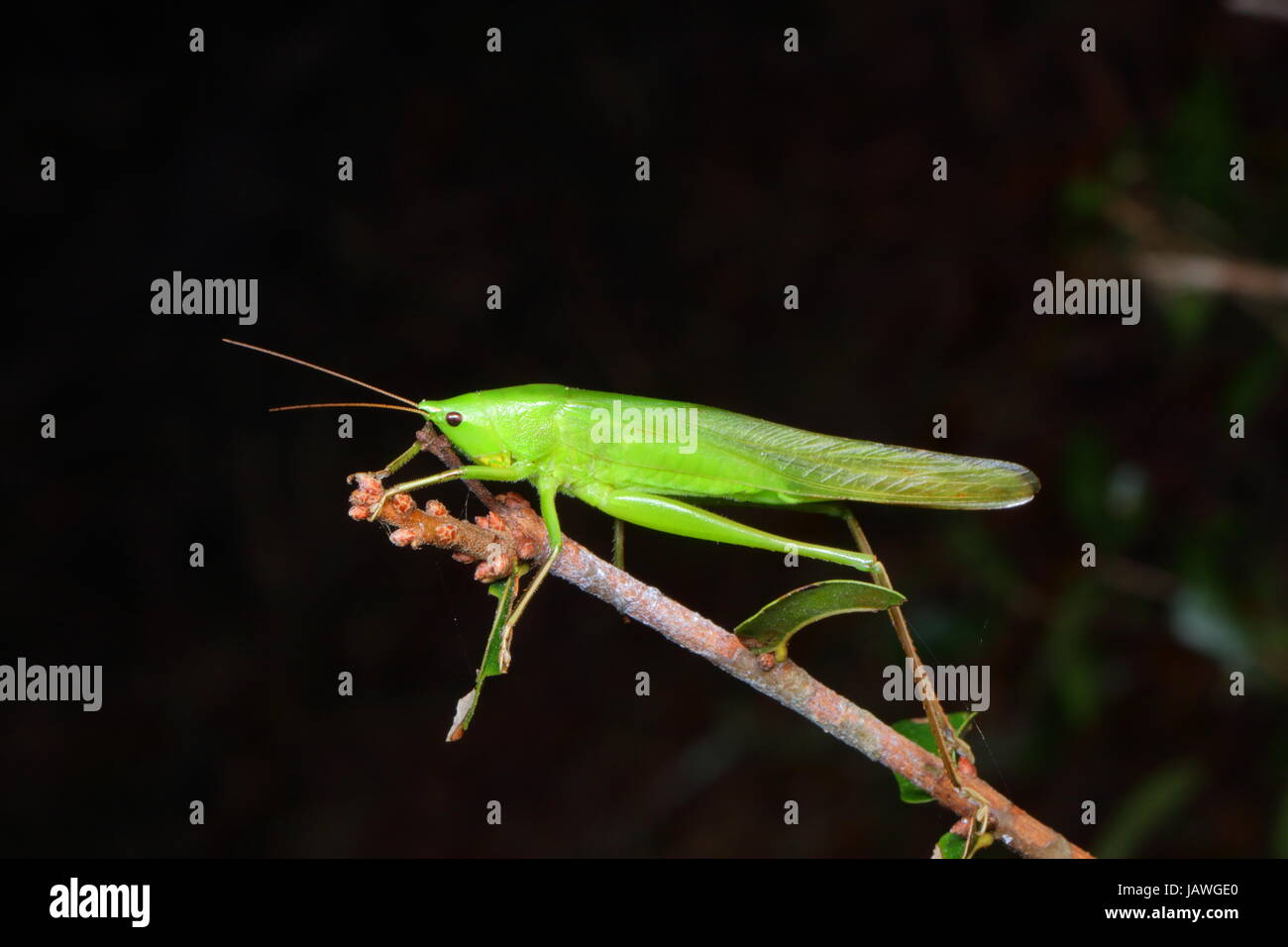 Un adulte serre-tête cône face, Pyrgocorypha unicata katydid, reposant sur une branche. Banque D'Images