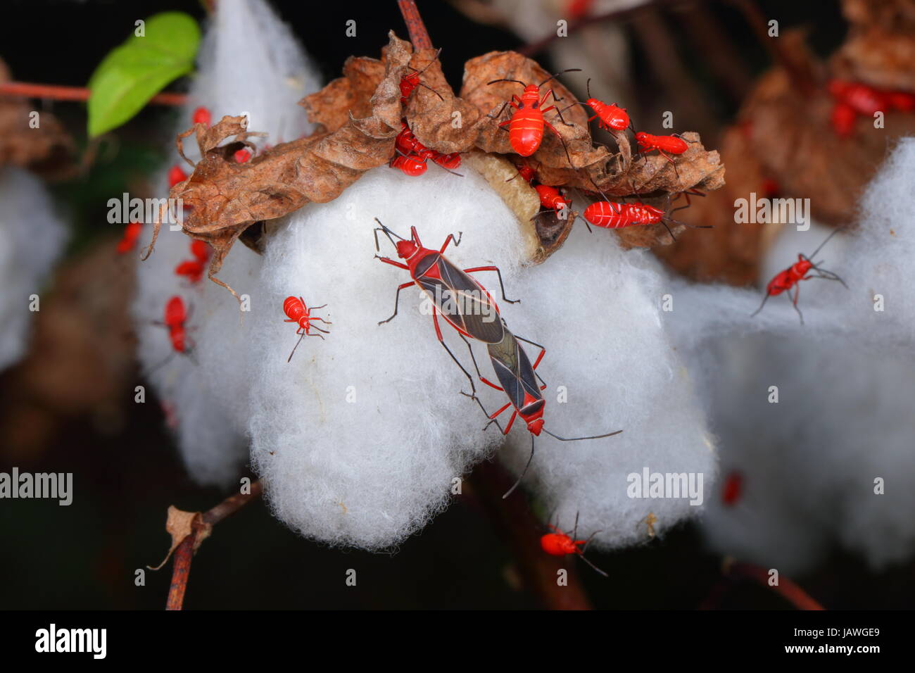 Adultes et immatures, crépines Coton Dysdercus andreae. Banque D'Images