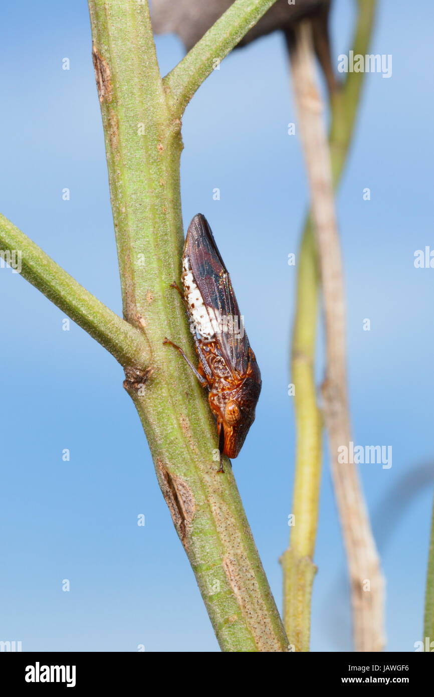 Un adulte ailé vitreux sharp shooter, Homalodisca vitripennis, s'accroche à une tige de la plante. Banque D'Images