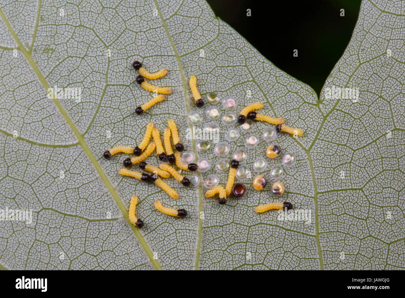 Les petites chenilles se rassemblent autour de opalescente des œufs sous une feuille. Banque D'Images