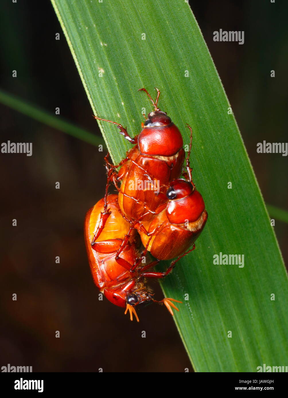 Les coléoptères, mai Phyllophaga, espèces d'accouplement. Banque D'Images