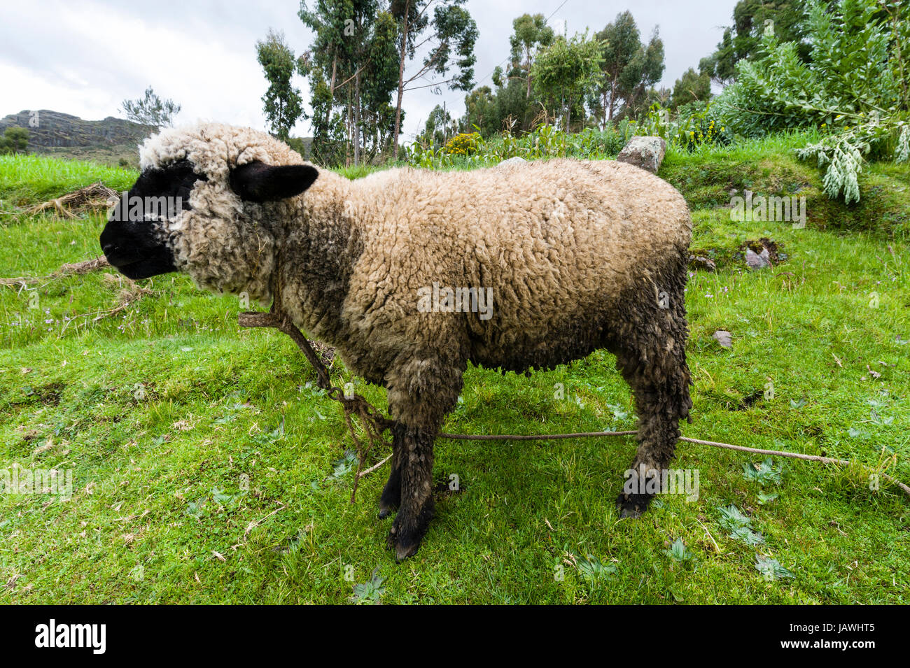 Un mouton à face noire dans un champ dans les Andes. Banque D'Images