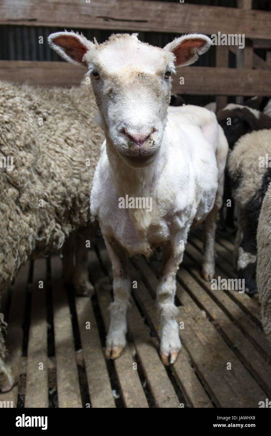 Un mouton après qu'il a été shawn de laine dans un corral avec moutons laineux. Banque D'Images