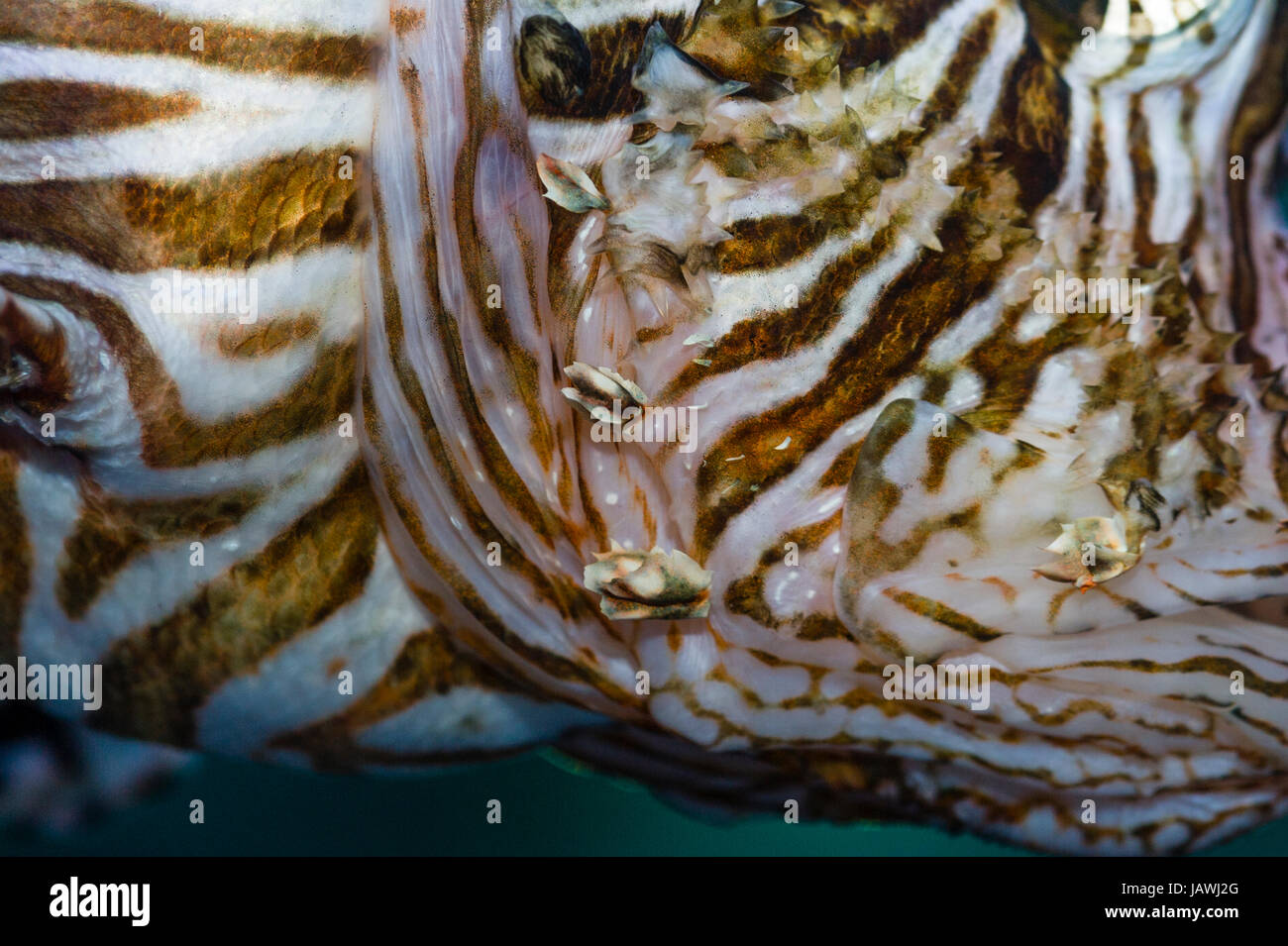 Le Poisson-papillon est un des poissons de récifs coralliens avec des motifs à rayures et une mosaïque oeil. Banque D'Images