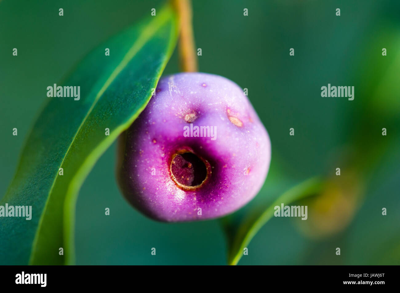 Le fruit violet d'une politique commune de Lilly Pilly arbre. Banque D'Images