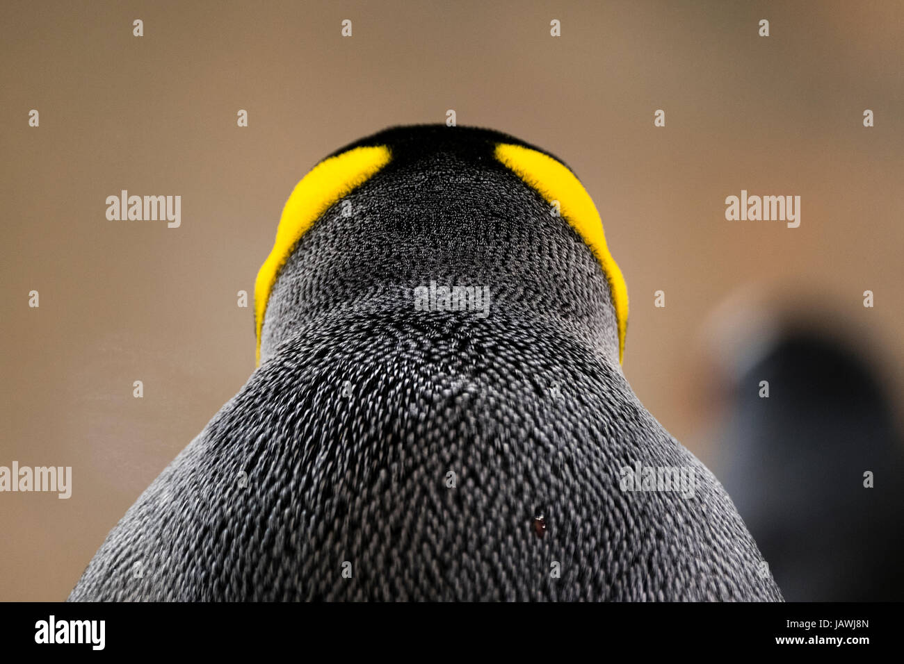 Orange-jaune vif en plumes de la tête et du cou sur un plumage roi pingouin. Banque D'Images