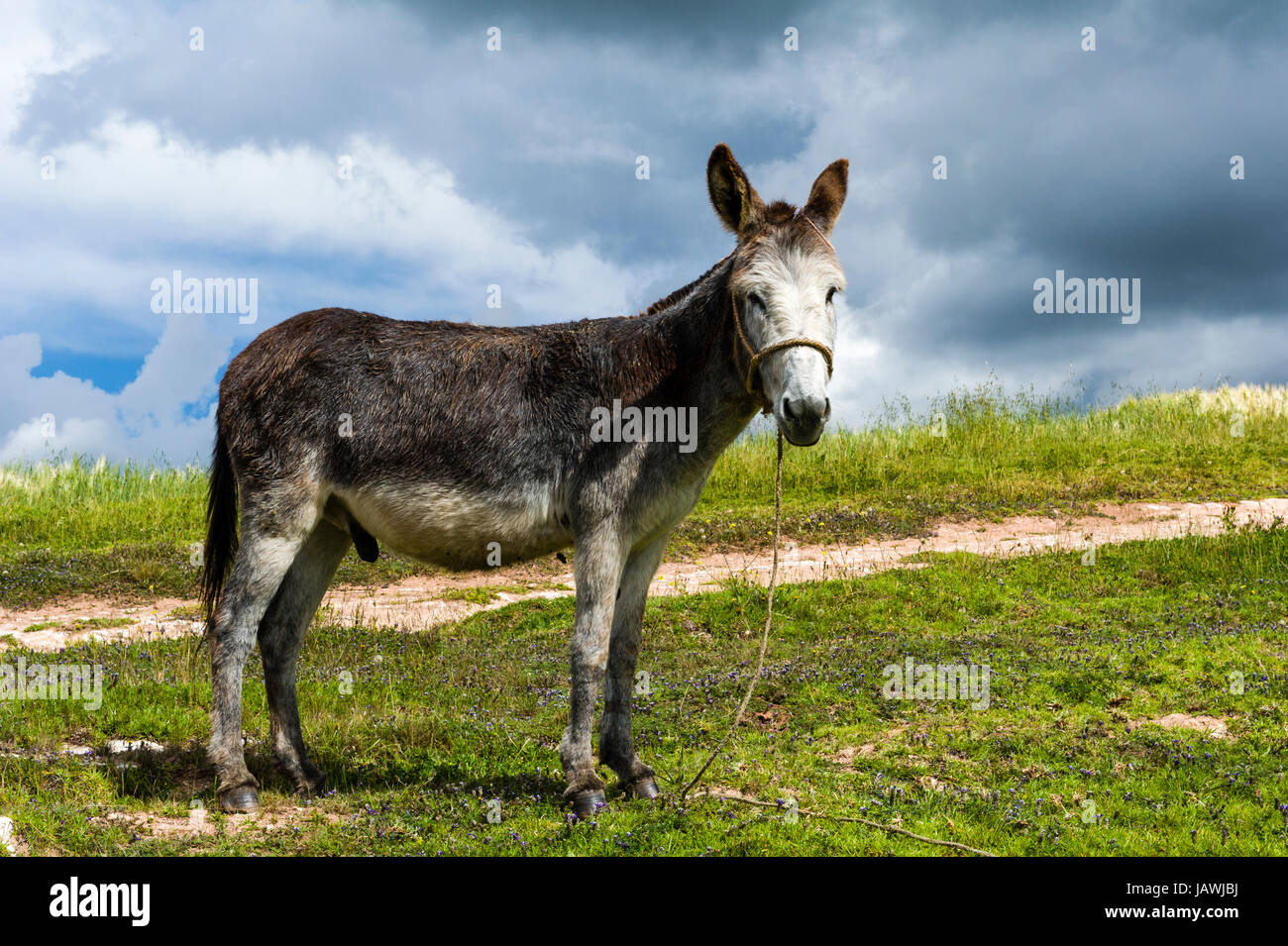 La mule Banque de photographies et d'images à haute résolution - Alamy