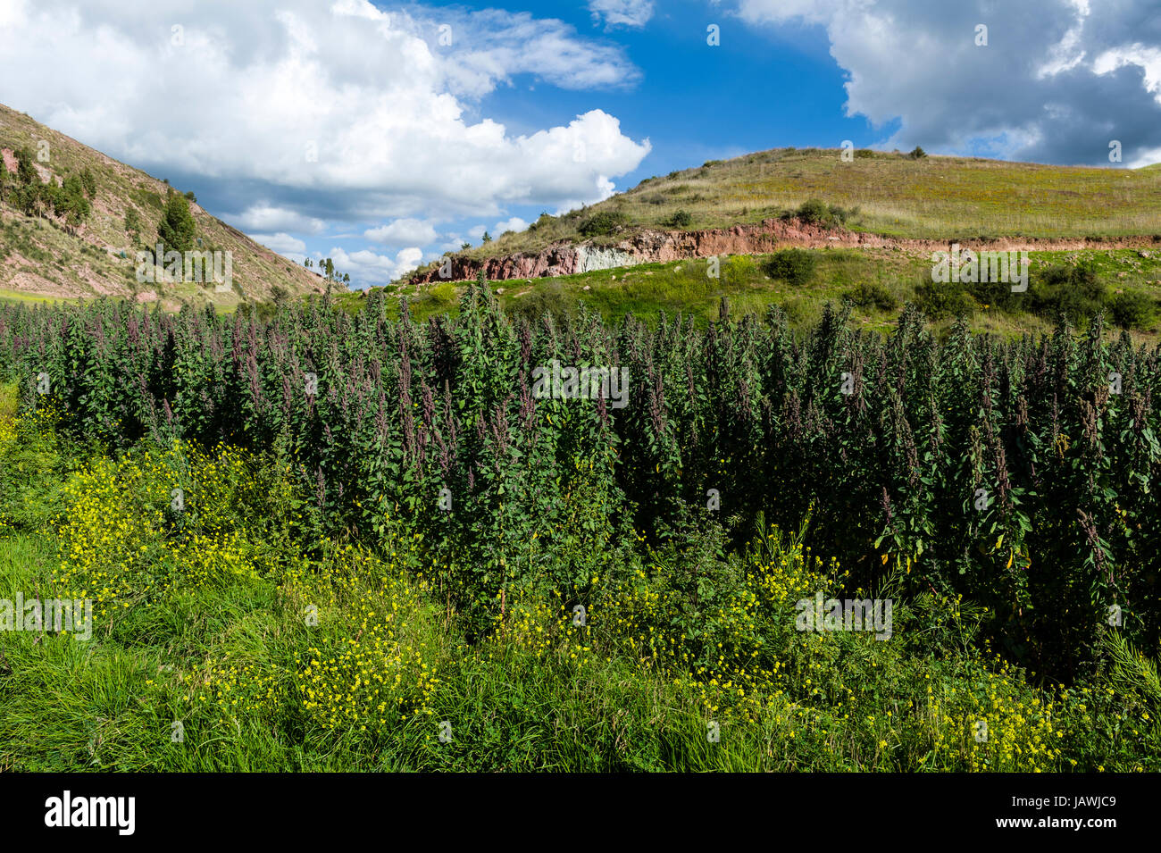 Un champ de quinoa dans une ferme dans les montagnes des Andes. Banque D'Images