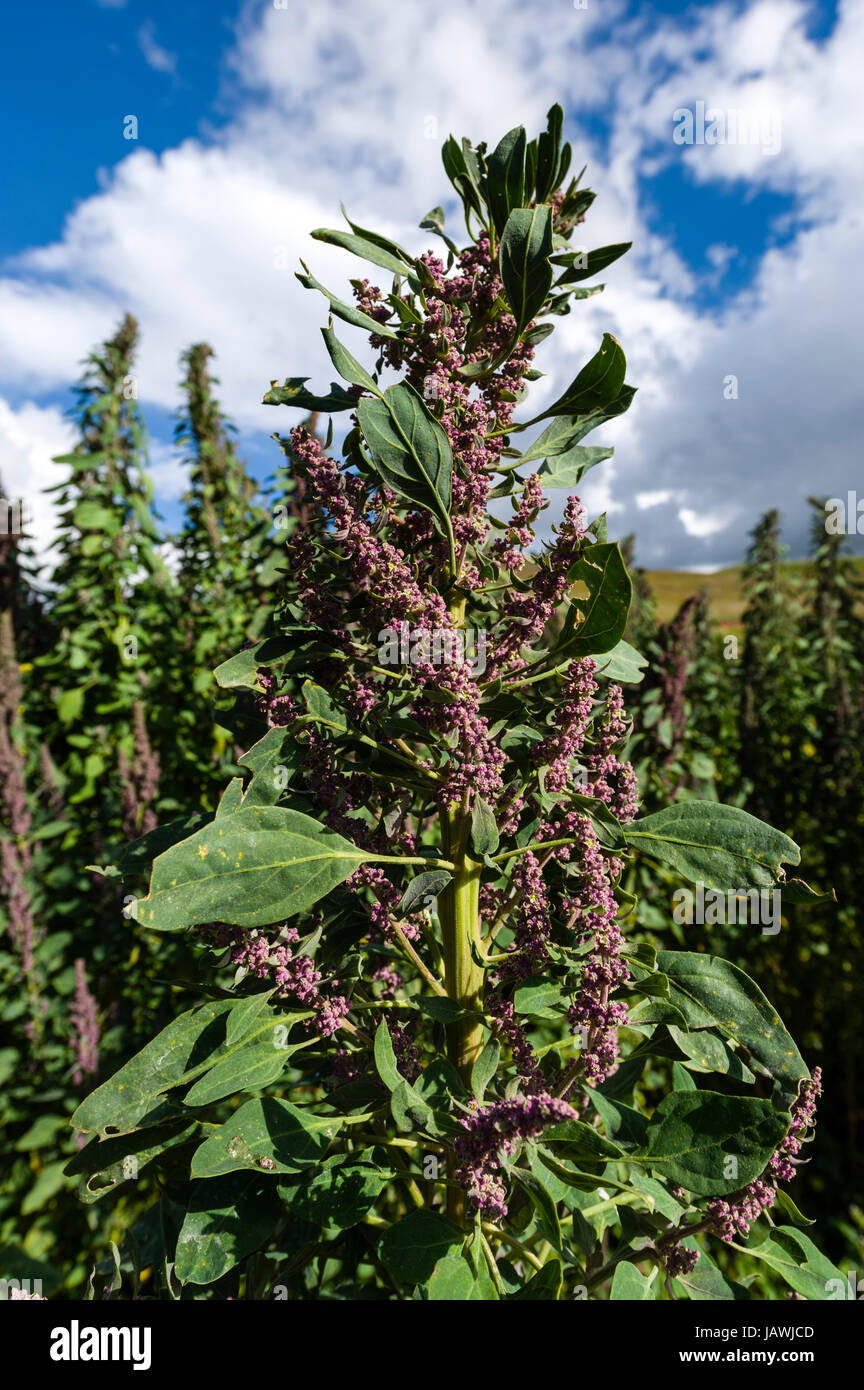Un champ de quinoa dans une ferme dans les montagnes des Andes. Banque D'Images
