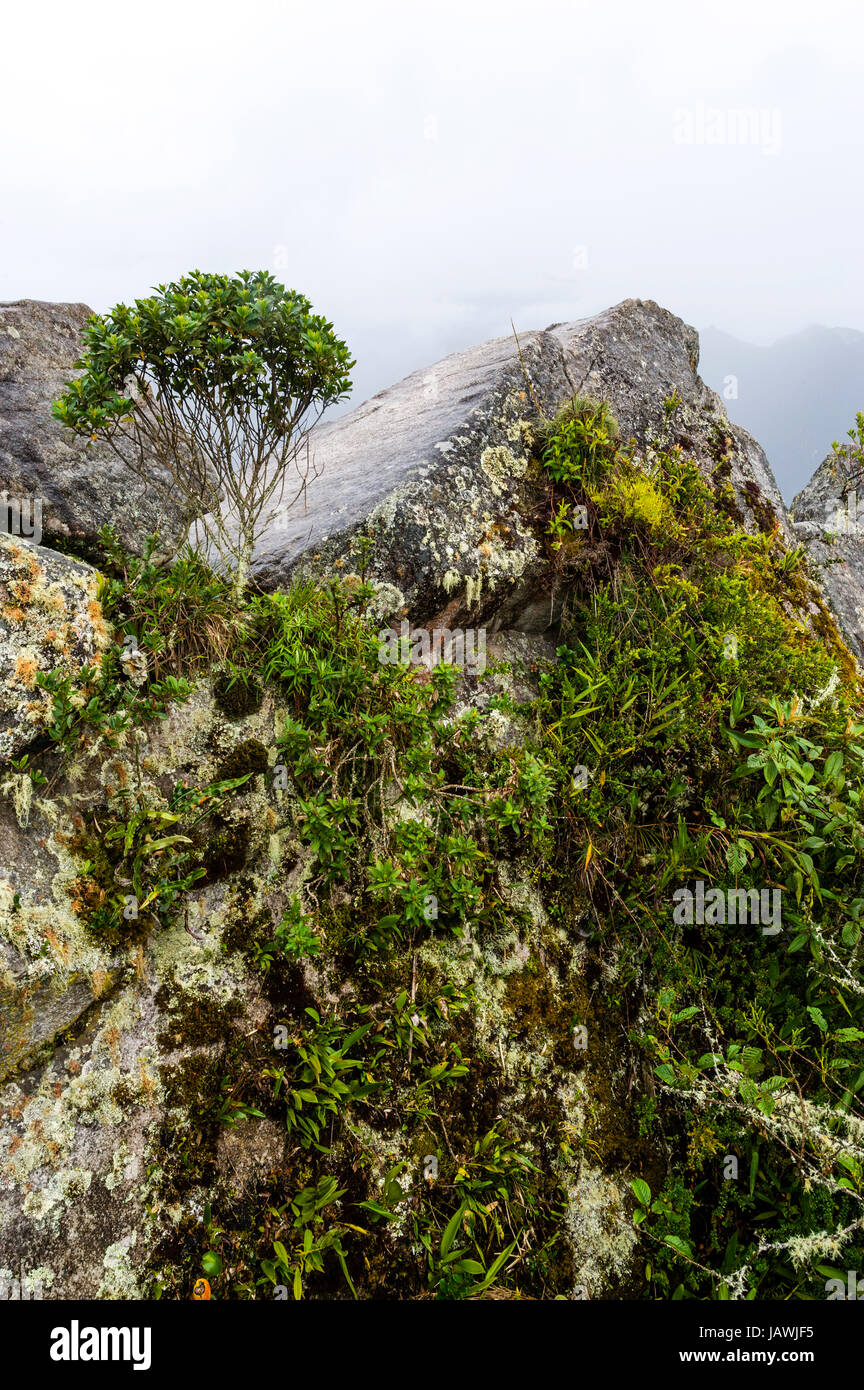 Un lichen, mousse et bryophytes rock incrustée sur le sommet du Huayna Picchu. Banque D'Images