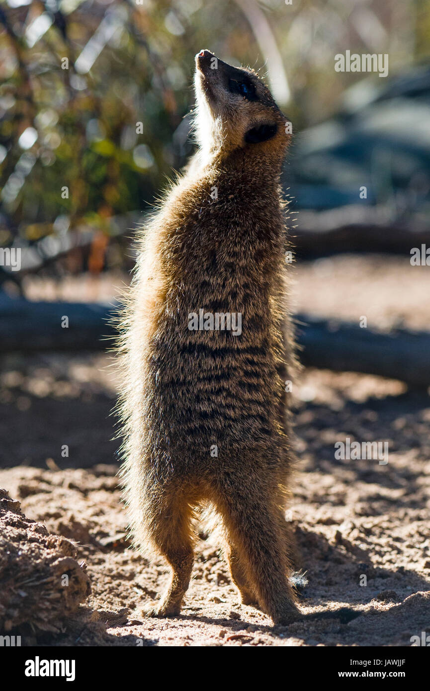 Un Meerkat en patrouille cherche dans le ciel des oiseaux de proies et prédateurs. Banque D'Images