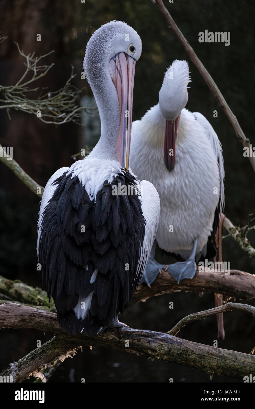 Un lissage Pelican et le nettoyage de ses plumes avec son projet de loi. Banque D'Images