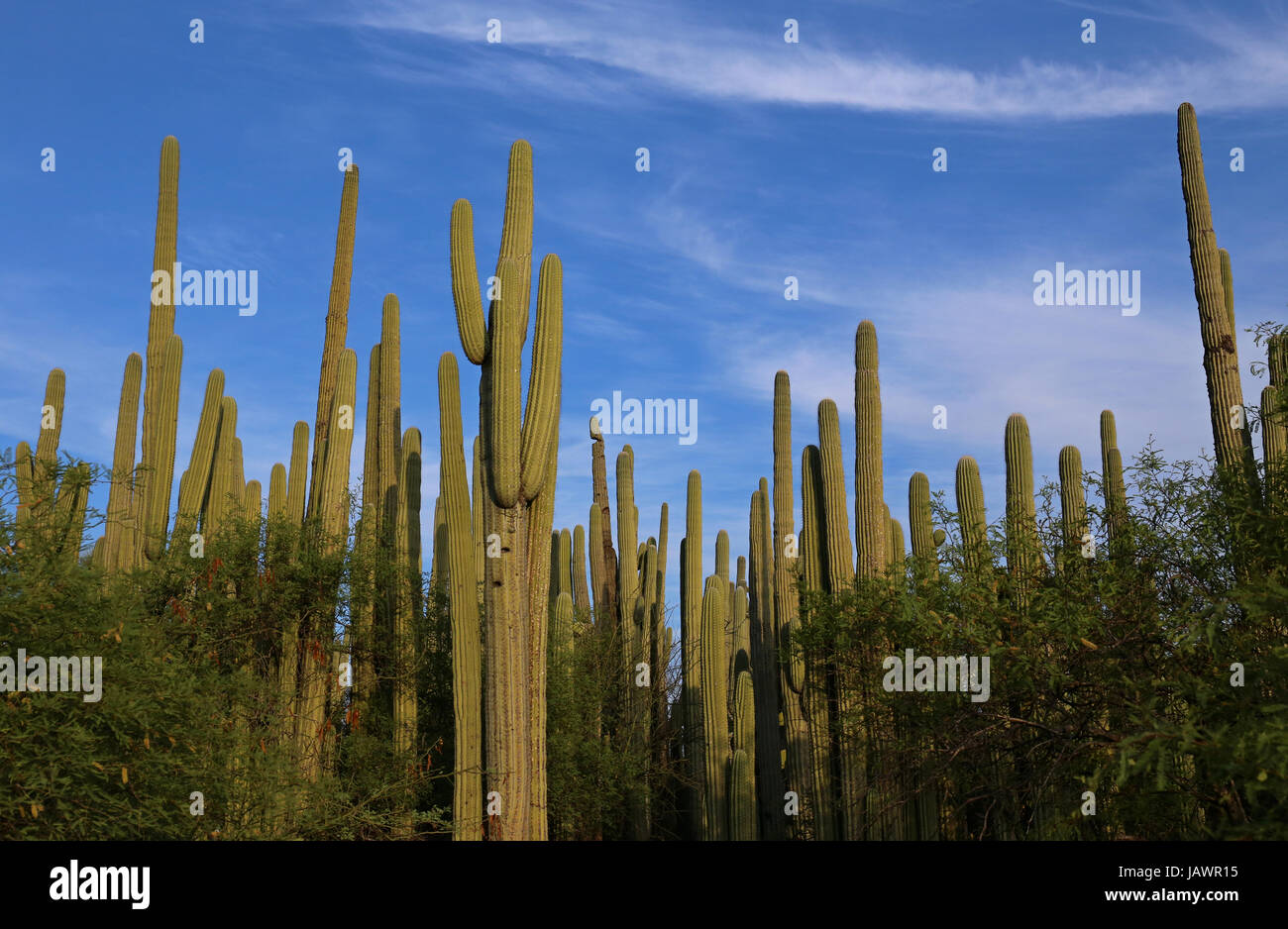 Forêt de cactus au Mexique Banque D'Images
