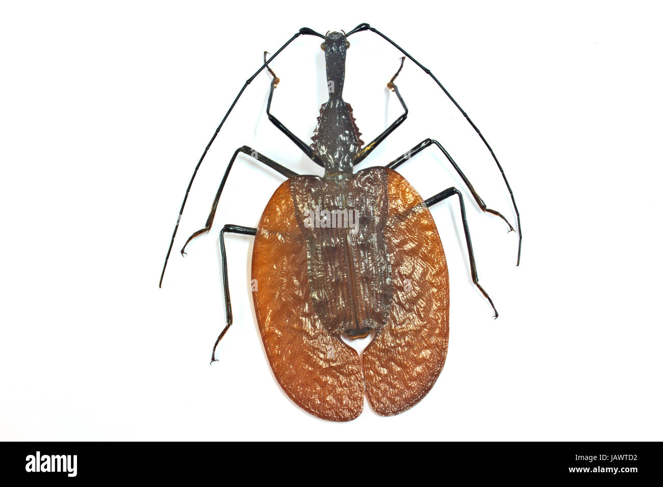 À partir de la Thaïlande insecte coléoptère fiddler violon ou tourné sur un fond blanc Banque D'Images