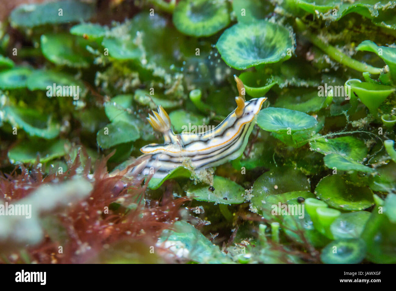 Nudibranch Australie macro Banque D'Images