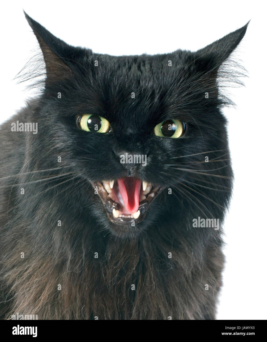 Black Cat angry in front of white background Banque D'Images