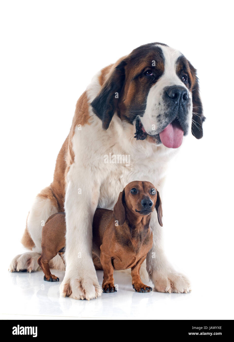 Portrait d'un Saint Bernard et de race teckel chien dans un studio Banque D'Images