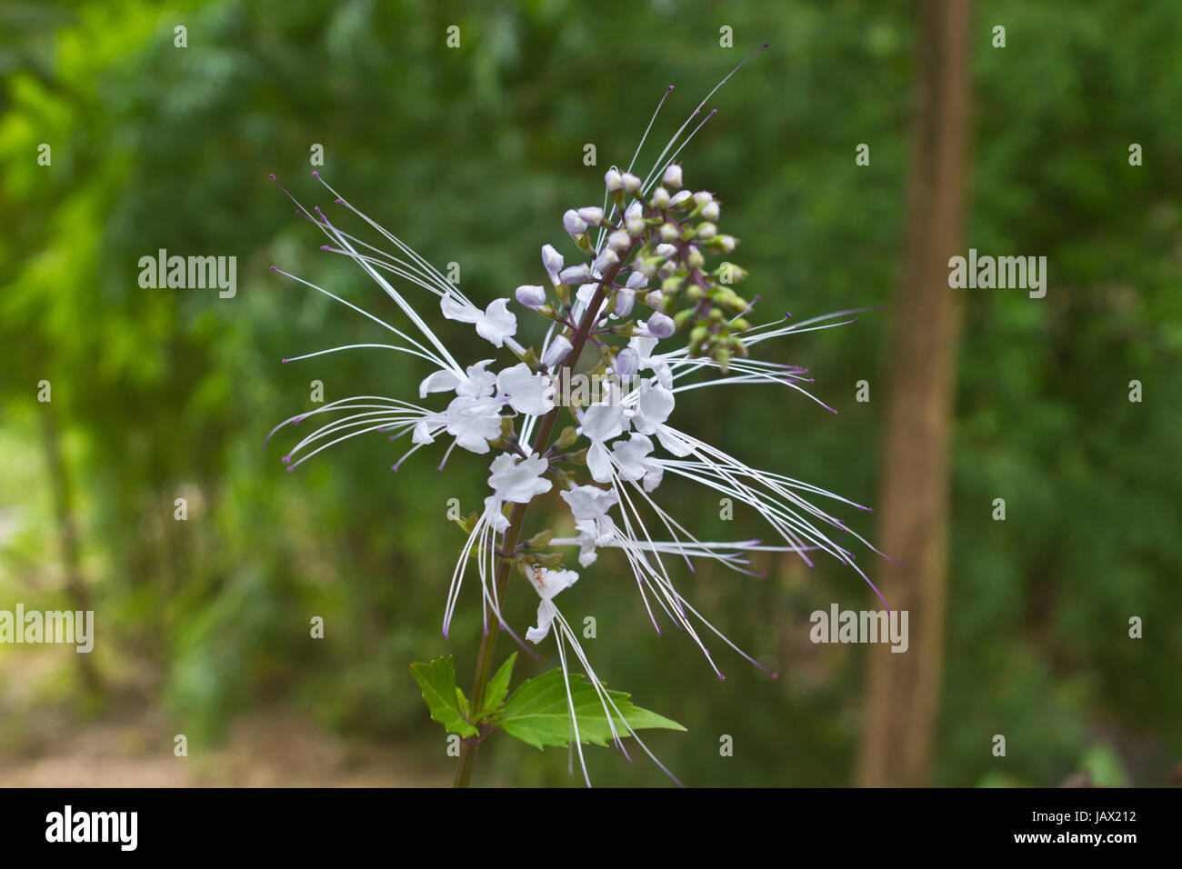 Fleur de Thaïlande, Cat's Whiskers fleurs, l'Orthosiphon stamineus, dans le jardin Banque D'Images