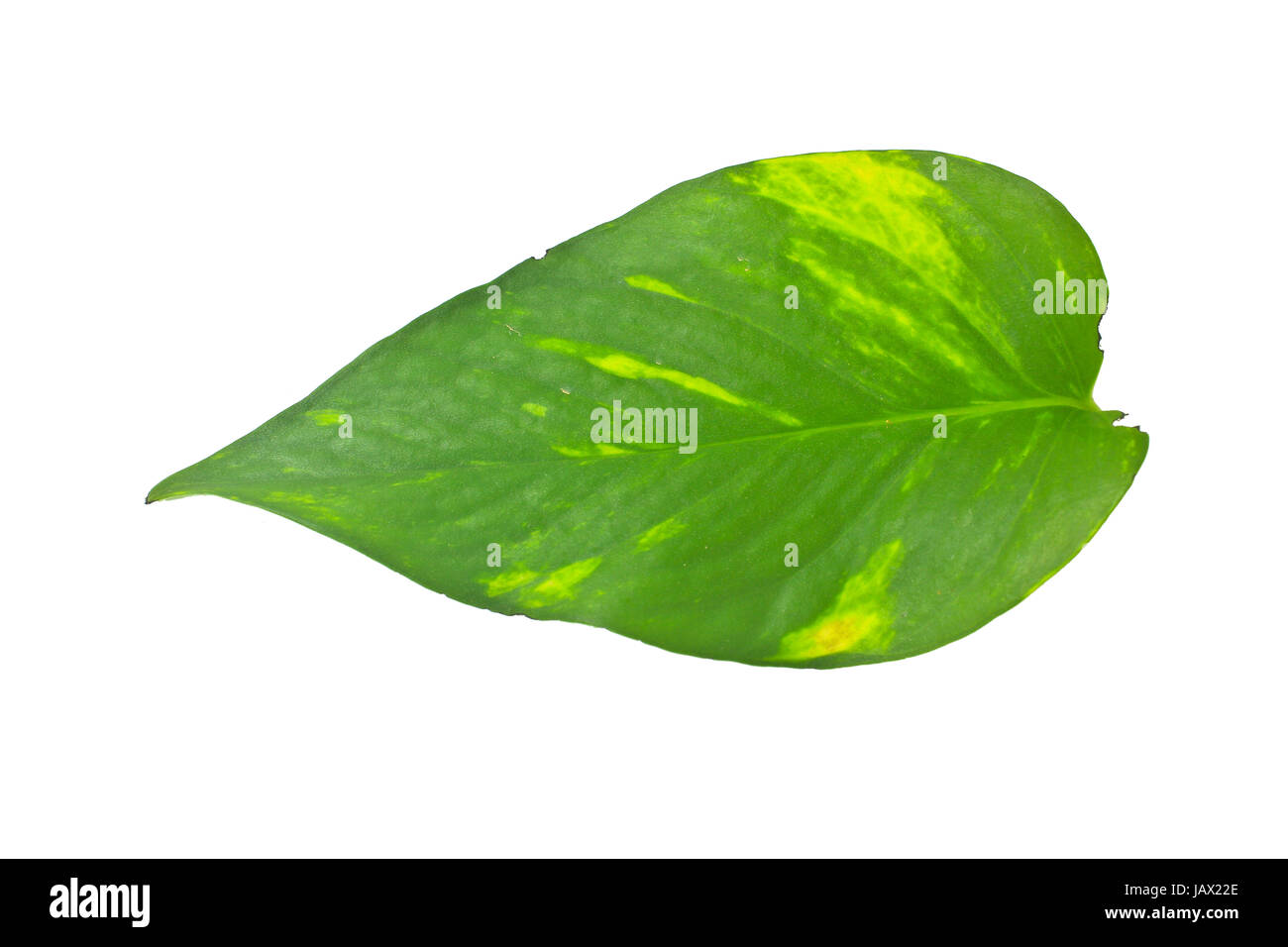 Plante feuilles epipremnum scindapsus close up isolé sur fond blanc (Golden pothos, Devil's iIvy, Hunter's-robe) Banque D'Images