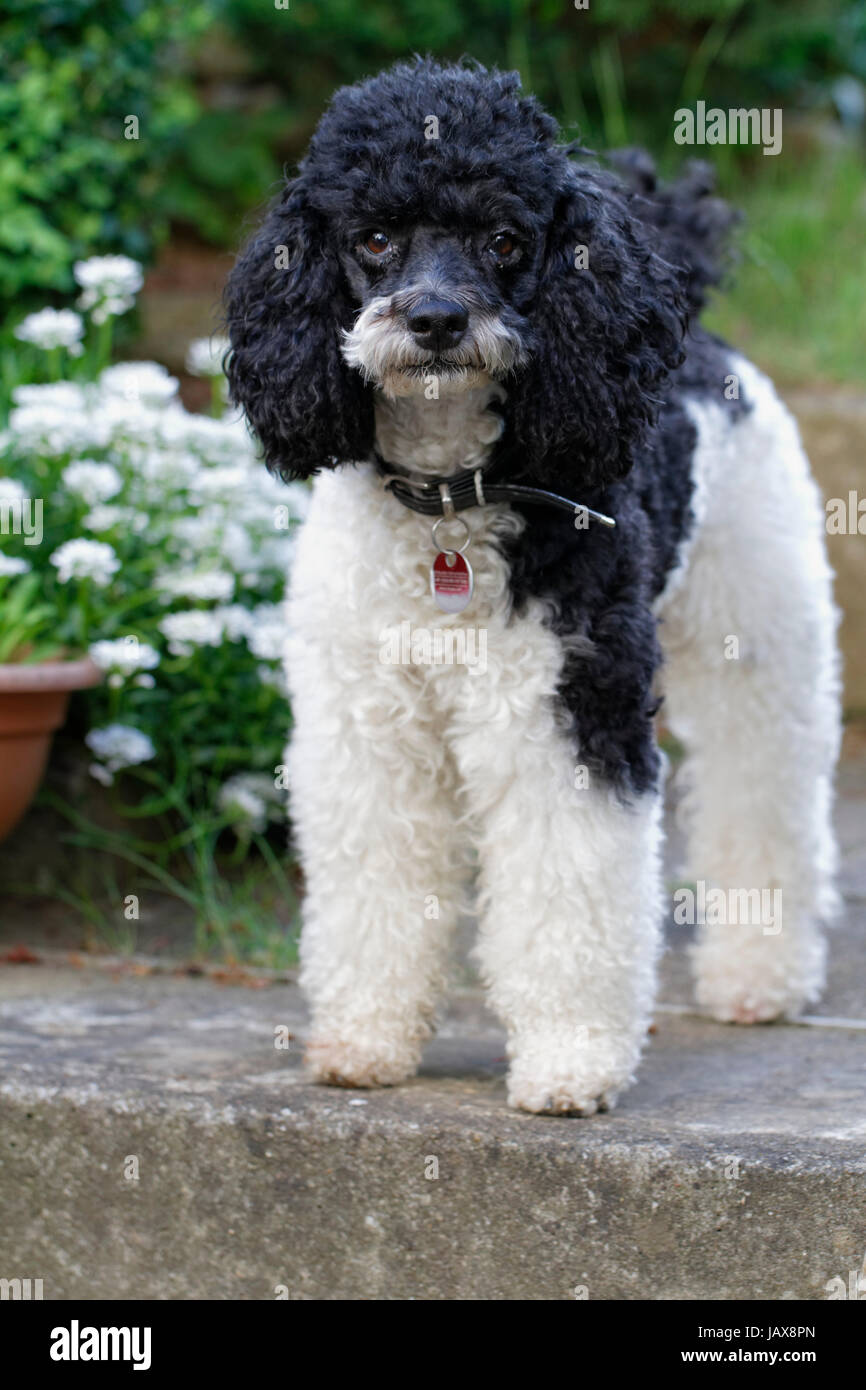 Caniche Arlequin Banque d'image et photos Alamy
