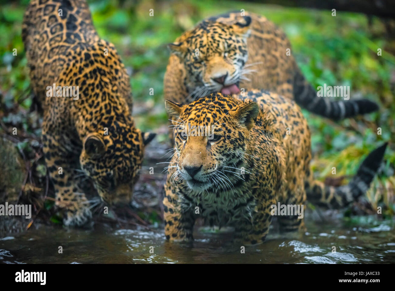 Trois jeunes Jaguars jouant, toilettage les uns les autres près de l'eau Banque D'Images