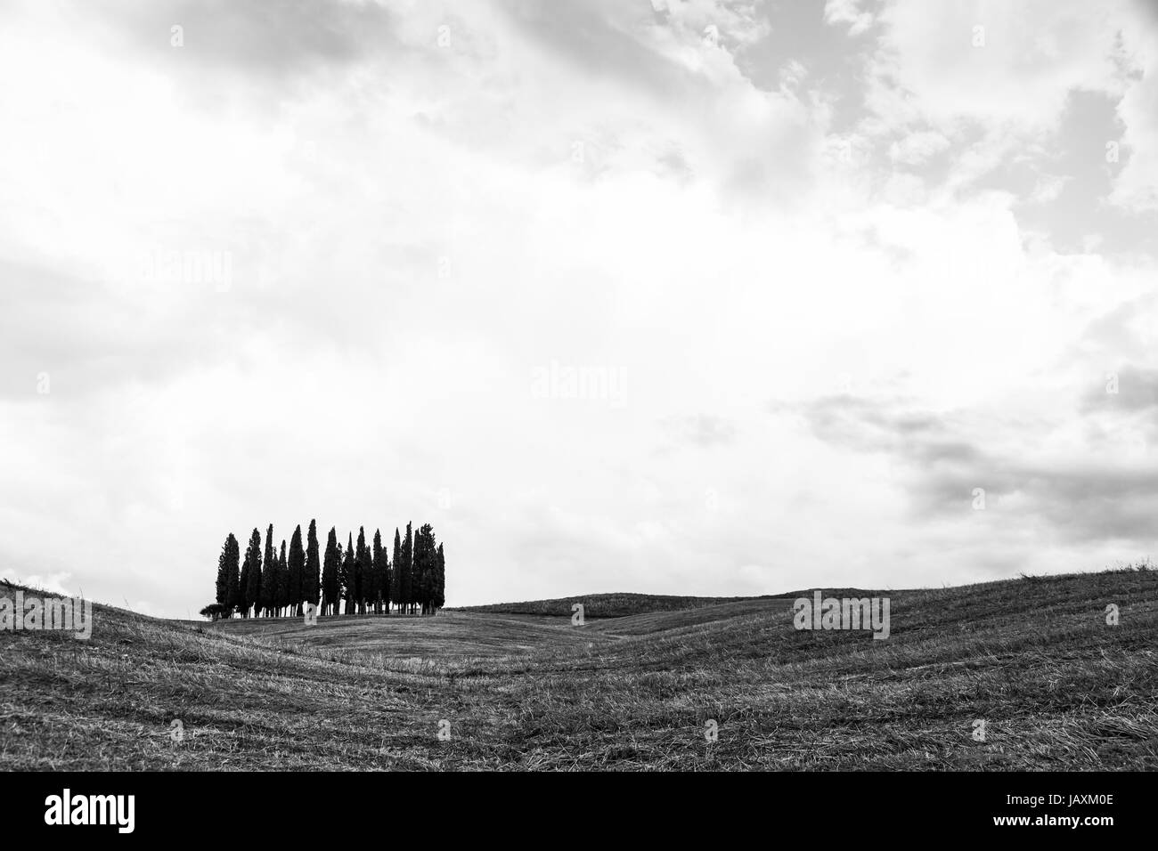 San Quirico d'Orcia, Toscane. Un groupe de cyprès juste avant l'arrivée de tempête Banque D'Images