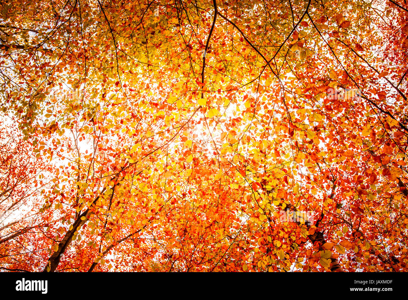 Feuilles d'automne sur un arbre au moment de l'automne Banque D'Images