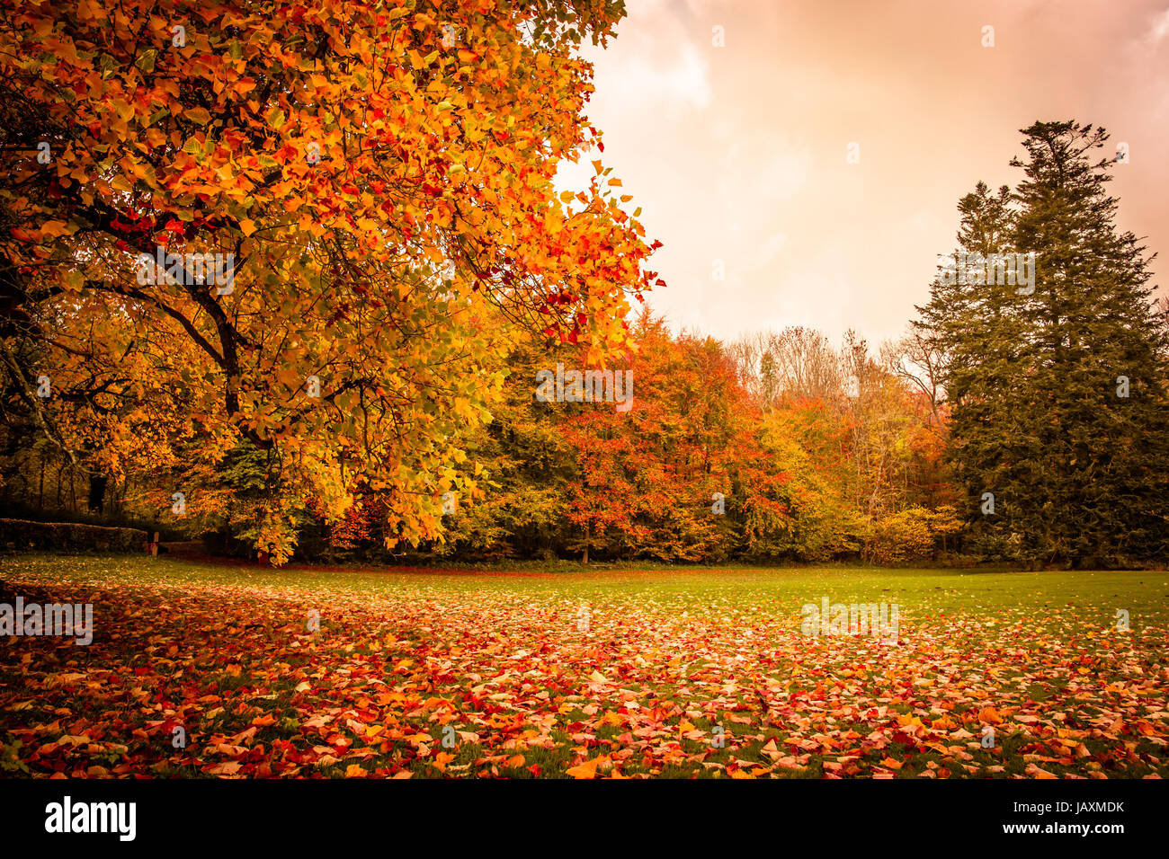 Beau paysage d'automne aux couleurs chaudes Banque D'Images