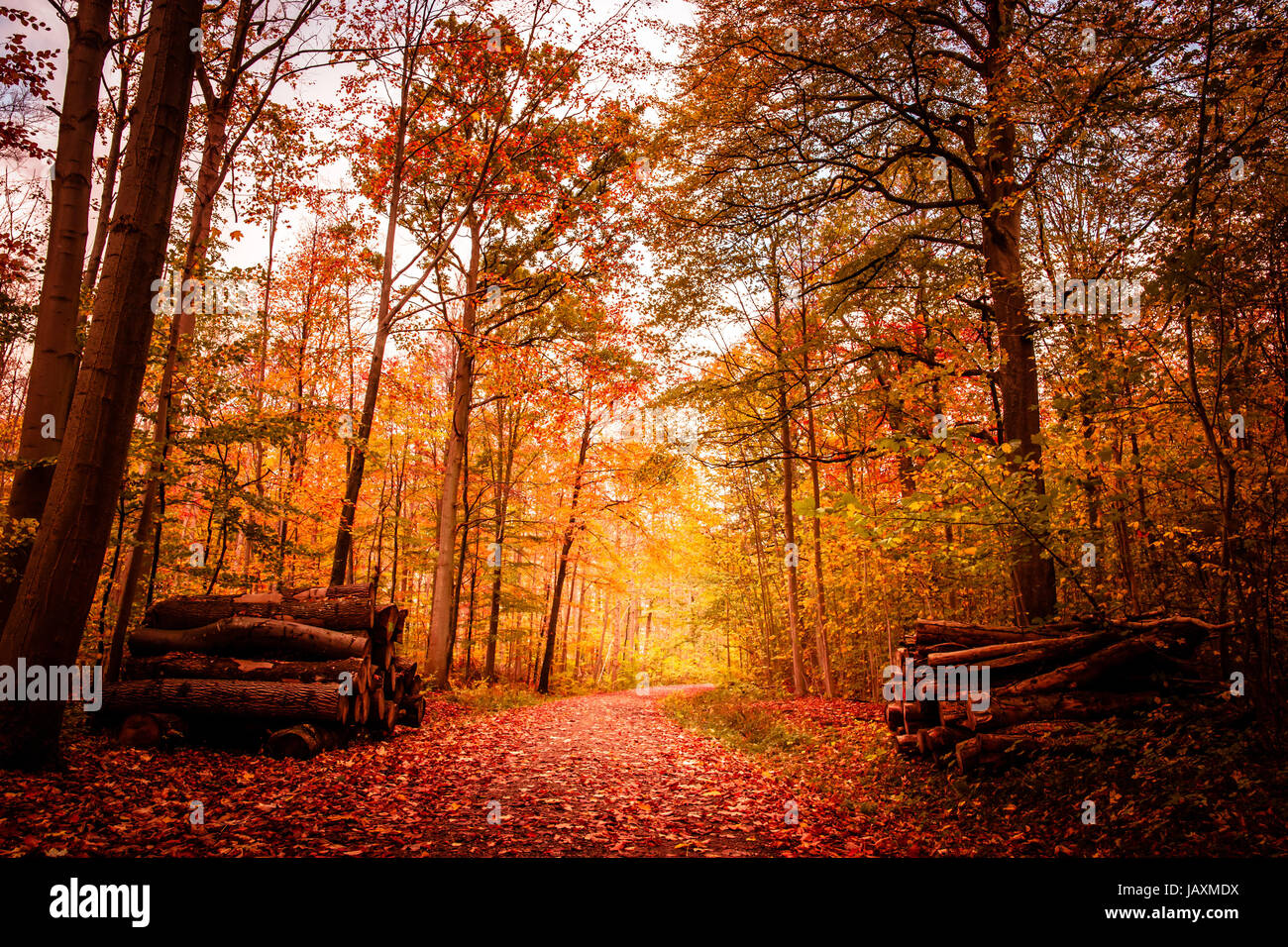 Beau paysage d'automne aux couleurs chaudes Banque D'Images