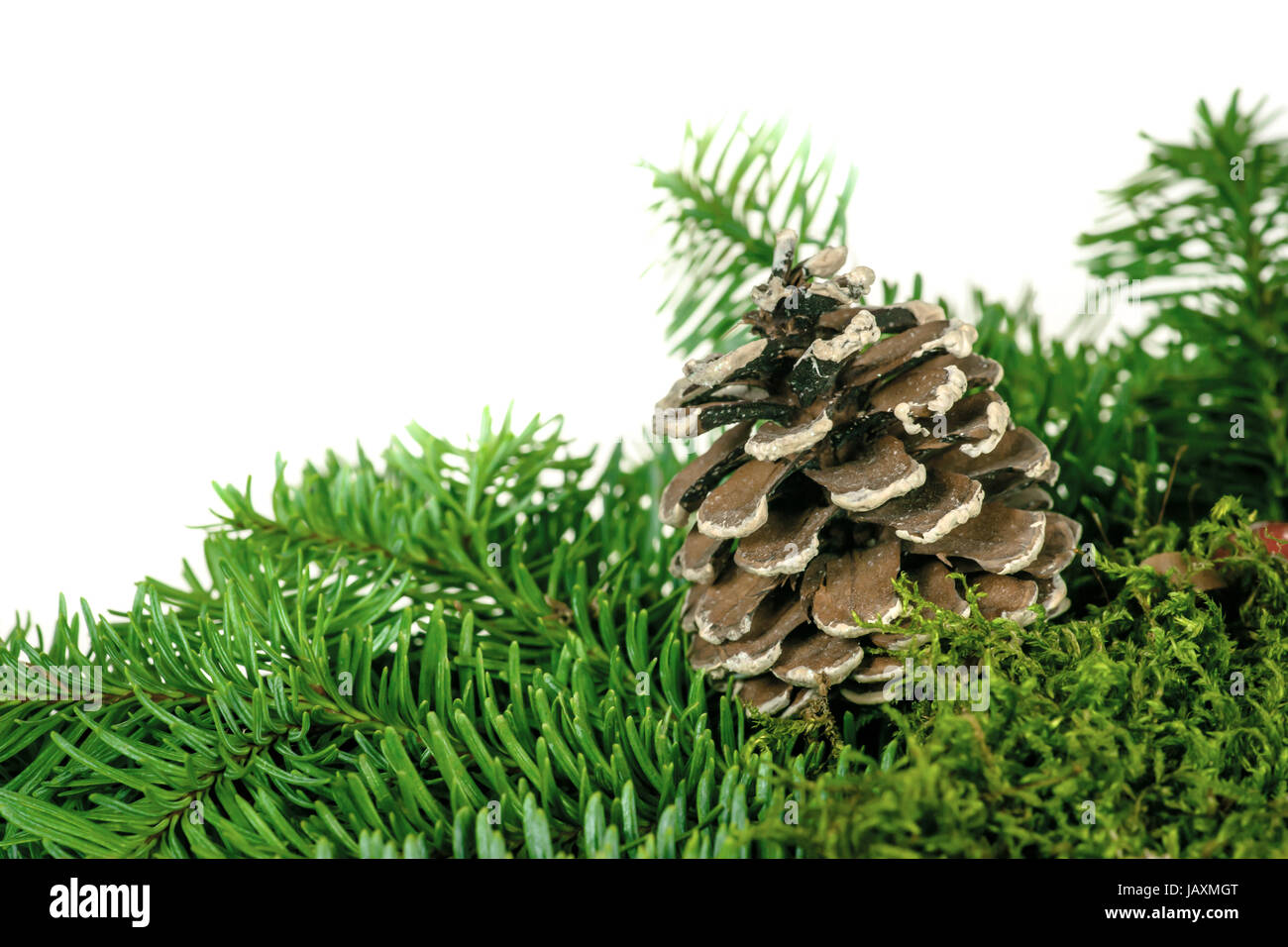 Cone posé sur une pile de petites branches de pins verts Banque D'Images