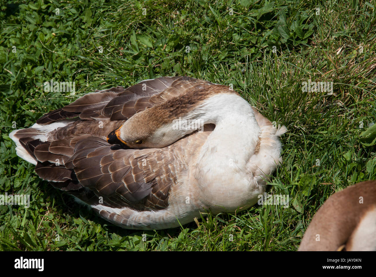 Oiseaux d'eau d'oie cygnes reste dans le soleil à l'été. La faune dans le parc naturel Banque D'Images