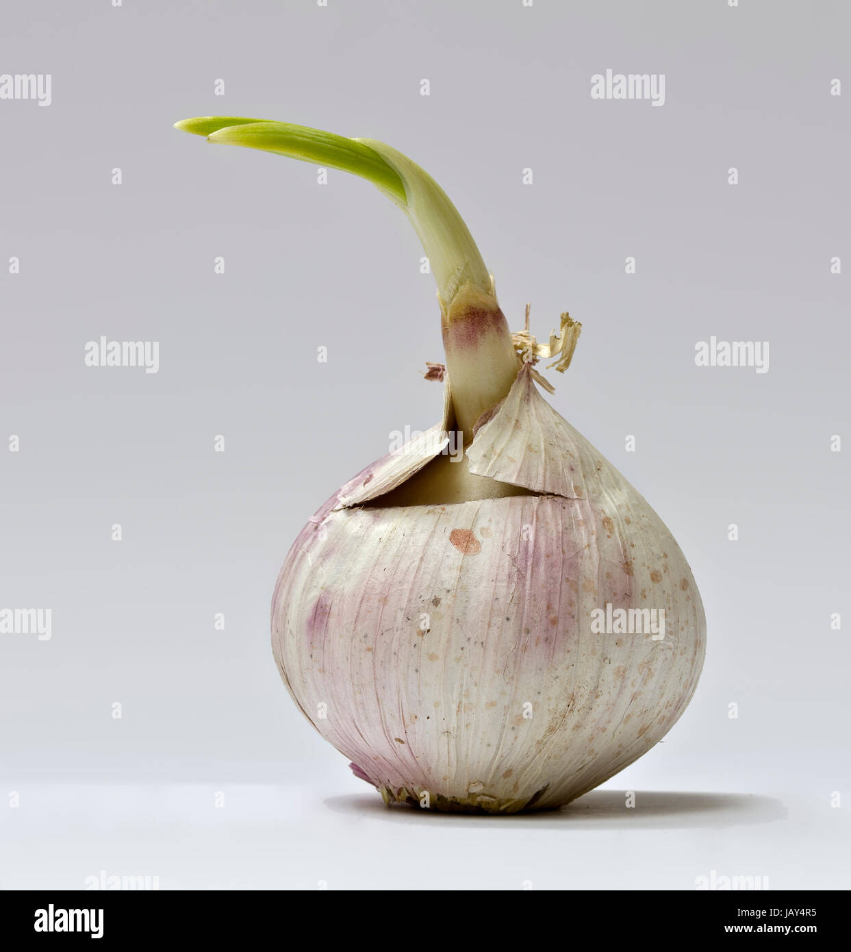 Chinesischer Knoblauch mit grünem Keimtrieb ; l'ail chinois avec green sprout germinal Banque D'Images