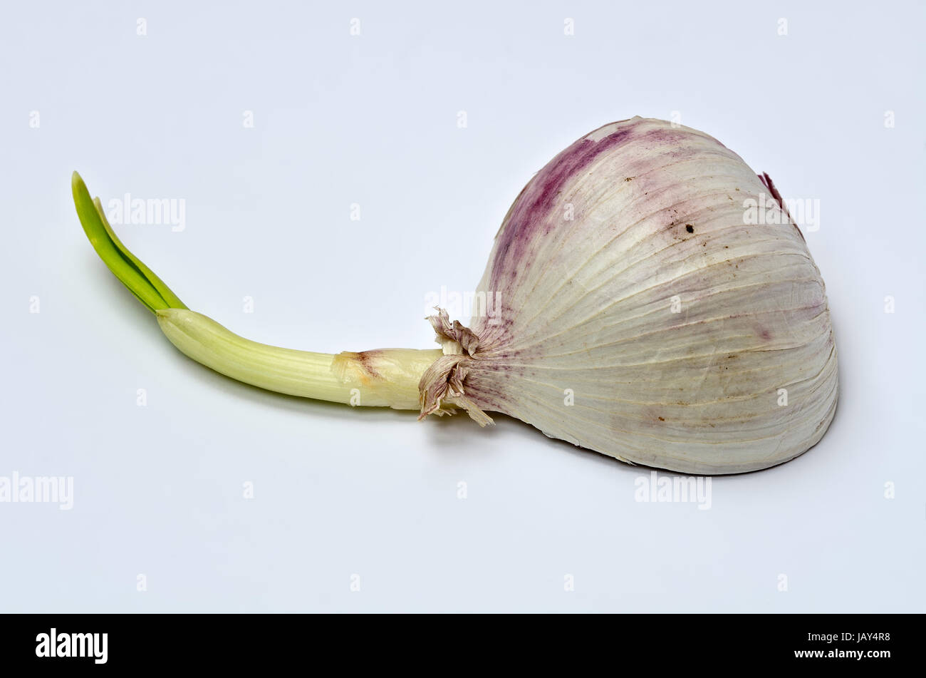 Chinesischer Knoblauch mit grünem Keimtrieb ; l'ail chinois avec green sprout germinal Banque D'Images