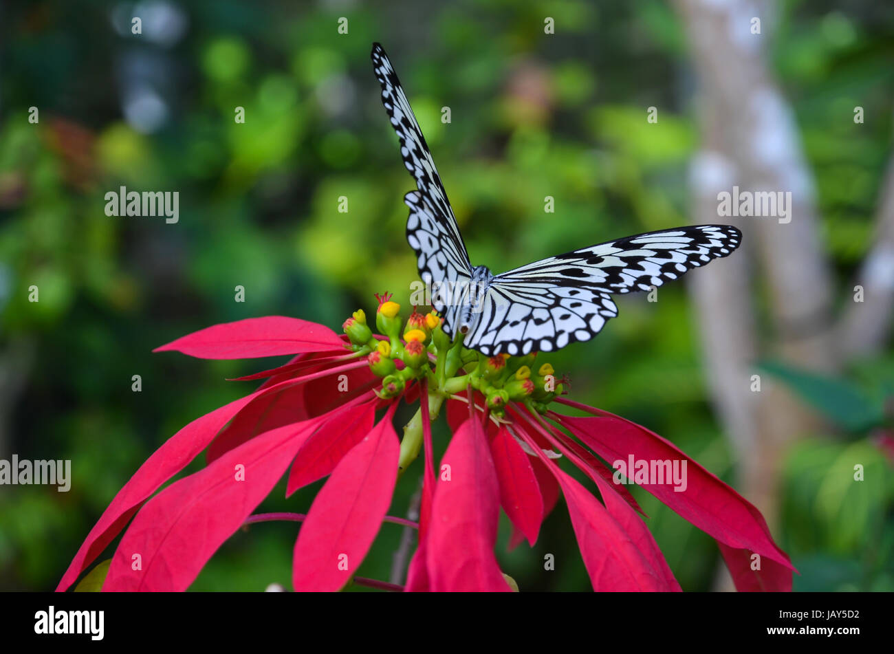 Paper Kite papillon sur une feuille dans la forêt tropicale de l'île d'Iriomote, îles Yaeyama, au Japon. Banque D'Images