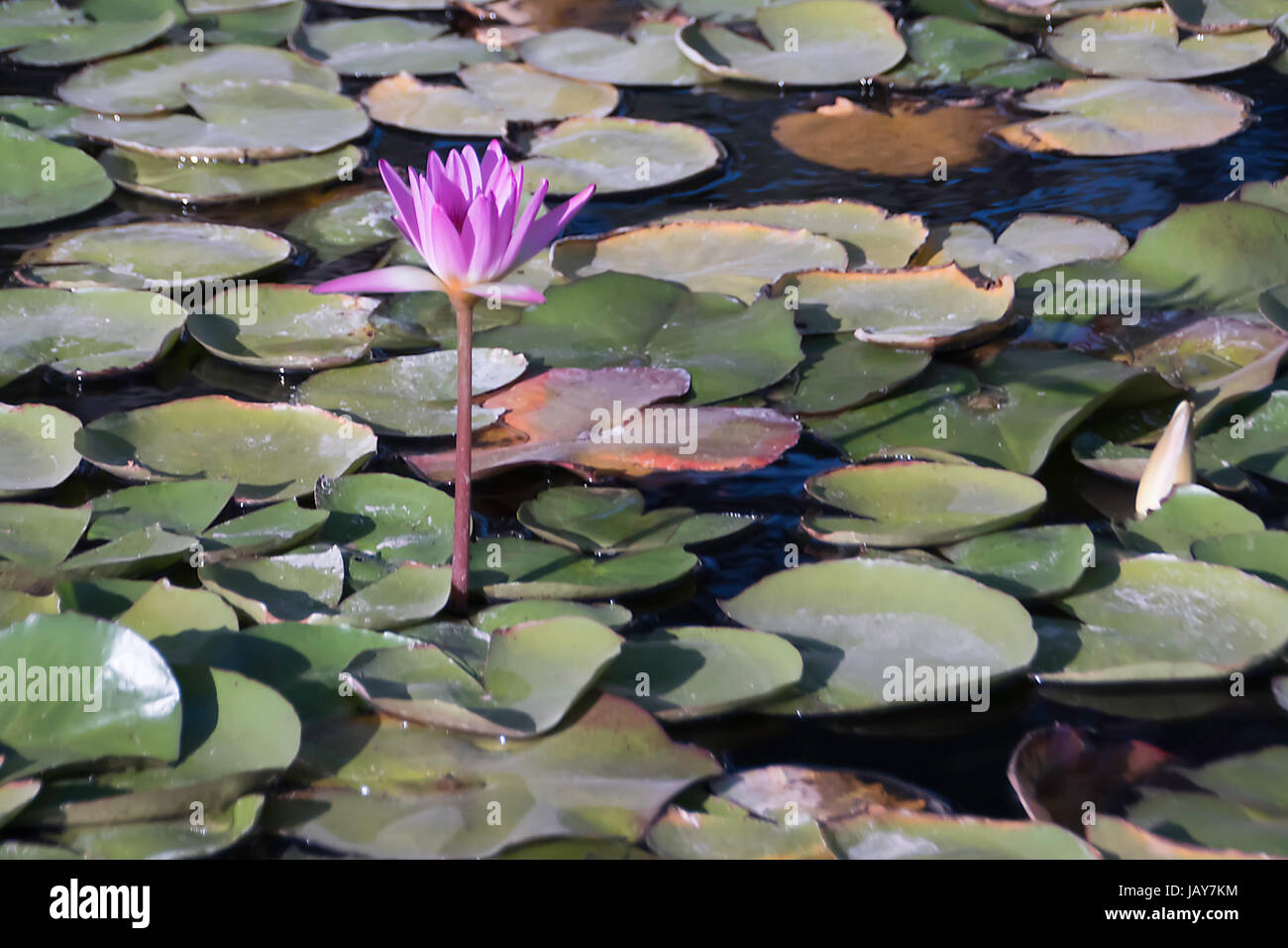 Des fleurs de lotus dans l'étang close-up Banque D'Images
