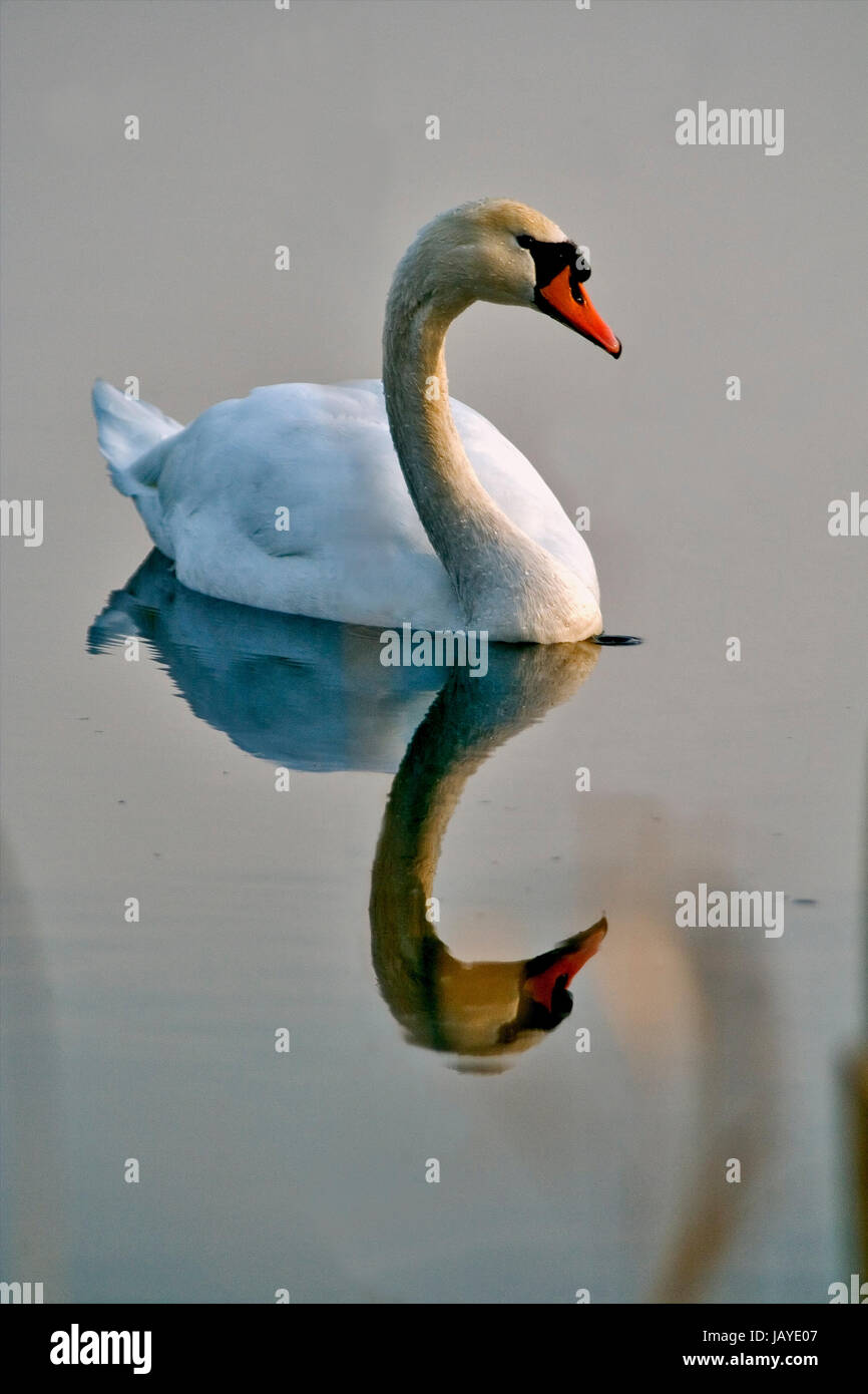 L'Italie avant de reflex Petit cygne blanc oeil noir dans la rivière Tessin Banque D'Images